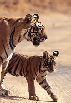 Tigresses: Royal Bengal / Indian Tiger - Tigress named Machli