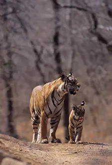 Tigresses: Royal Bengal / Indian Tiger - Tigress named Machli