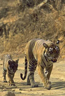 Tigresses: Royal Bengal / Indian Tiger - Tigress named Machli