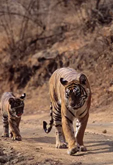 Tigresses: Royal Bengal / Indian Tiger - Tigress named Machli