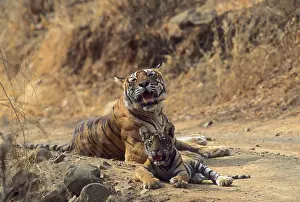 Tigresses: Royal Bengal / Indian Tiger - Tigress named Machli