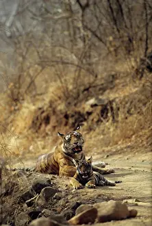 Tigresses: Royal Bengal / Indian Tiger - Tigress named Machli