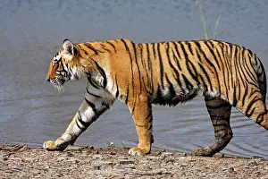 Rajbagh: Royal Bengal / Indian Tiger walking by Rajbagh Lake