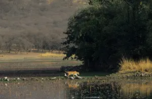 Rajbagh: Royal Bengal / Indian Tiger - on way to Rajbagh