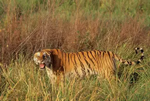 Tigresses: Royal Bengal / Indian Tigeress - roaring, probably