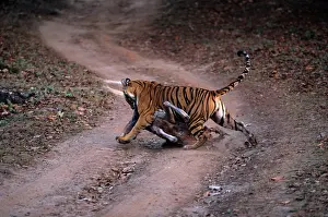 Tigresses: Royal Bengal / Indian Tigress - famous tigress