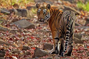 Tadoba: Royal Bengal Tiger