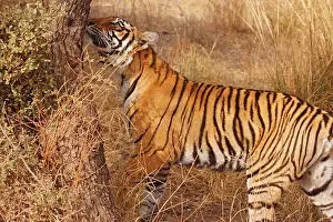 Smell: Royal Bengal Tiger catching the scent, Ranthambhor