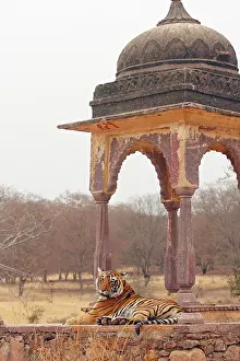 Bagh: Royal Bengal Tiger at the cenotaph, Ranthambhor
