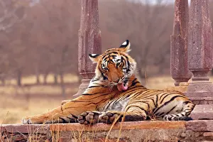 Bagh: Royal Bengal Tiger at the cenotaph, Ranthambhor
