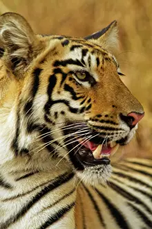 Growling: Royal Bengal Tiger - close up