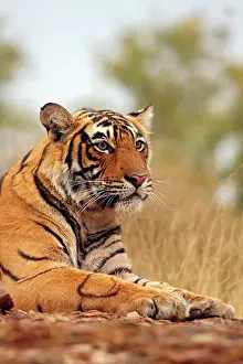Bagh: Royal Bengal Tiger - a close up, Ranthambhor
