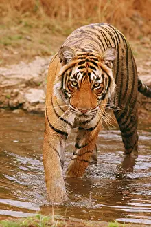 Bagh: Royal Bengal Tiger coming out of jungle