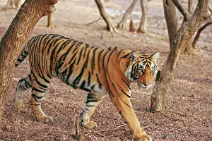 Foreground: Royal Bengal Tiger coming out of woodland