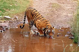 Sticking: Royal Bengal Tiger drinking water at the