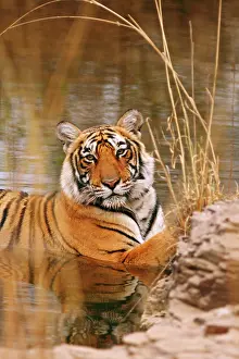 Bagh: Royal Bengal Tiger in the forest pond, Ranthambhor