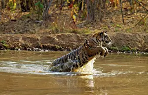 Tadoba: Royal Bengal Tiger - jumping through pond