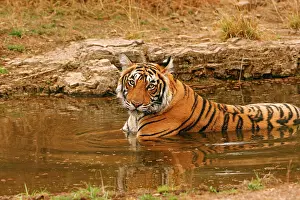 Bagh: Royal Bengal Tiger in the jungle pond, Ranthambhor