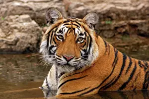 Cooling: Royal Bengal Tiger in the jungle pond, Ranthambhor