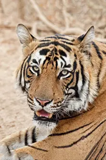 Sawai: Royal Bengal tiger (Panthera tigris tigris), animal