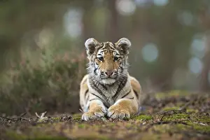 Hatchlings: Royal Bengal tiger (Panthera tigris tigris)