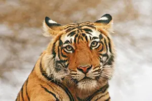 Bagh: Royal Bengal Tiger - a portrait, Ranthambhor