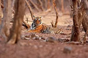 Bagh: Royal Bengal Tiger, Ranthambhor National
