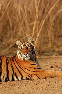 Bagh: Royal Bengal Tiger, Ranthambhor National