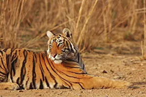 Bagh: Royal Bengal Tiger, Ranthambhor National