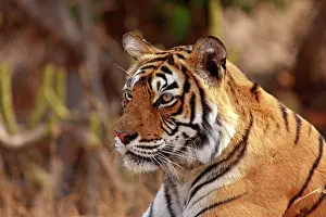 Bagh: Royal Bengal Tiger, Ranthambhor National