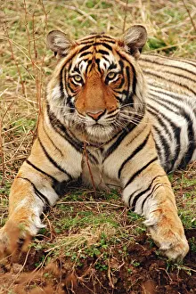 Bagh: Royal Bengal Tiger, Ranthambhor National