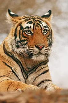 Bagh: Royal Bengal Tiger on the rock, Ranthambhor