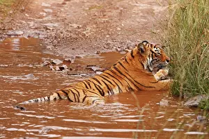 Filled: Royal Bengal Tiger sitting in the rain-filled