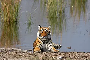 Bagh: Royal Bengal Tiger sitting in the Rajbagh