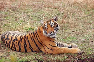 Bagh: Royal Bengal Tiger sitting, Ranthambhor