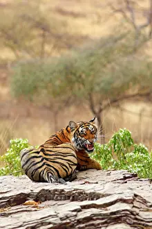 Snarling: Royal Bengal Tiger snarling, Ranthambhor