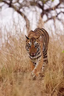 Tadoba: Royal Bengal Tiger - stalking