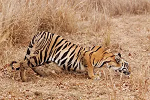 Tadoba: Royal Bengal Tiger - stalking