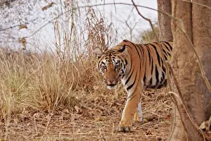 Tadoba: Royal Bengal Tiger - stalking