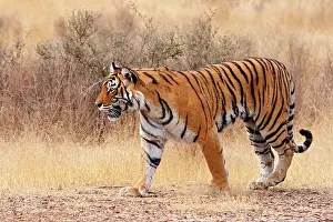 Bagh: Royal Bengal Tiger walking around dry grassland