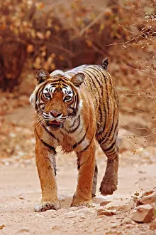 Bagh: Royal Bengal Tiger walking on the jungle