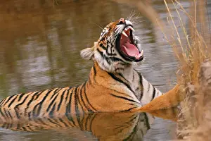 Bagh: Royal Bengal Tiger yawning in the jungle