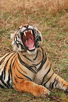 Bagh: Royal Bengal Tiger yawning, Ranthambhor