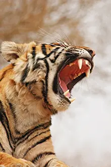 Bagh: Royal Bengal Tiger yawning, Ranthambhor
