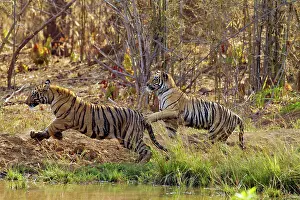 Tadoba: Royal Bengal Tiger - two young tigers playing together