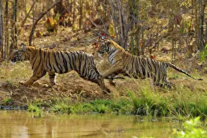 Tadoba: Royal Bengal Tiger - two young tigers playing together