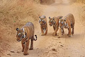 Bagh: Royal Bengal Tigers on the track, Ranthambhor