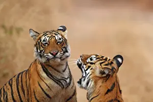 Tigresses: Royal Bengal Tigress warding off the cub