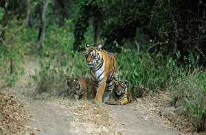 Tigresses: Royal Bengal Tigress with young ones