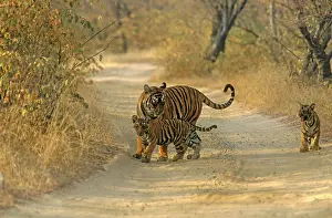 Tigresses: Royal Bengal Tigress - with young ones, on dusty track